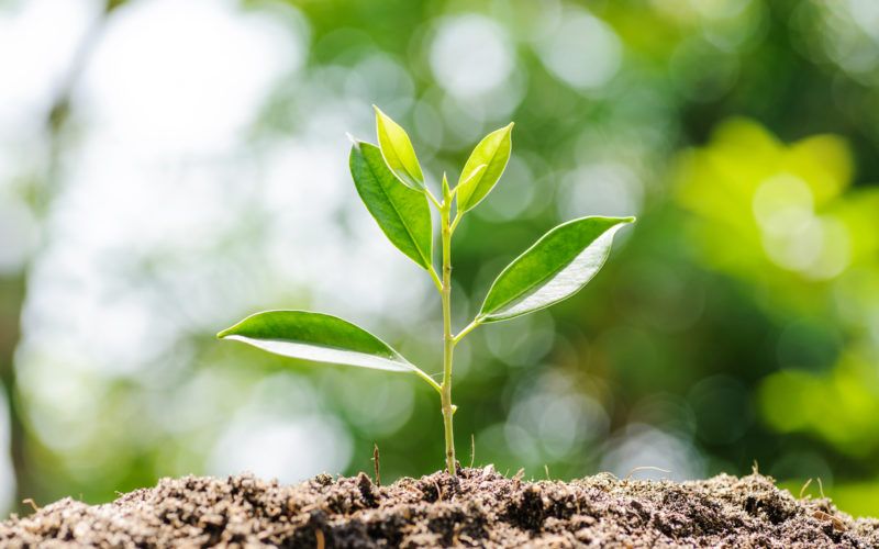 Kleine grüne Pflanze, in der Natur wachsend aus einem Erdhügel, als Zeichen für Nachhaltigkeit.
